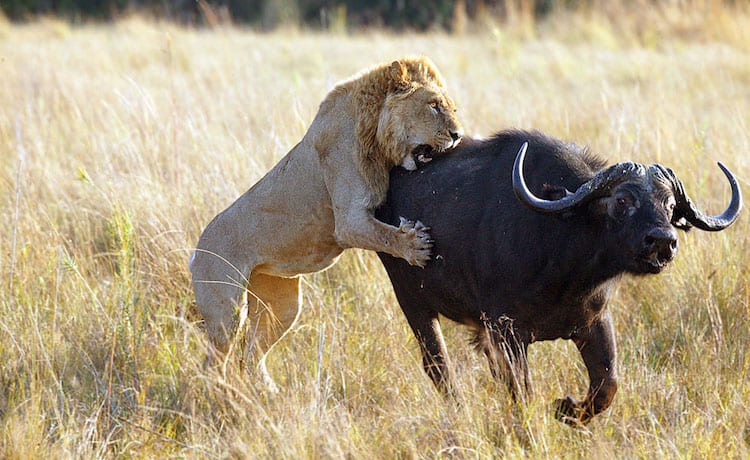 lion hunting safari game drive botswana southern africa customised luxury holiday travel getaway uniq luxe planner