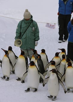 penguins