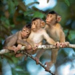Pig-Tailed Macaque Borneo photography csling retreat luxury holiday getaway uniq luxe