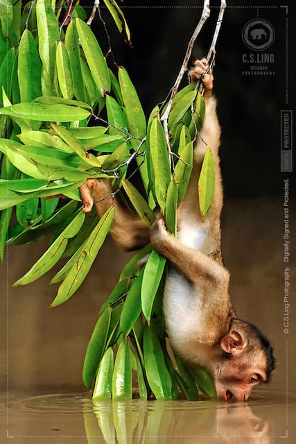Southern Pig-tailed Macaque photography csling retreat luxury holiday getaway uniq luxe