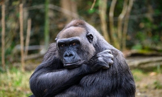 A rare mountain gorilla scratches itself 