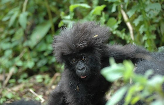 A curious mountain gorilla baby peeks out from the Rwandan bushes