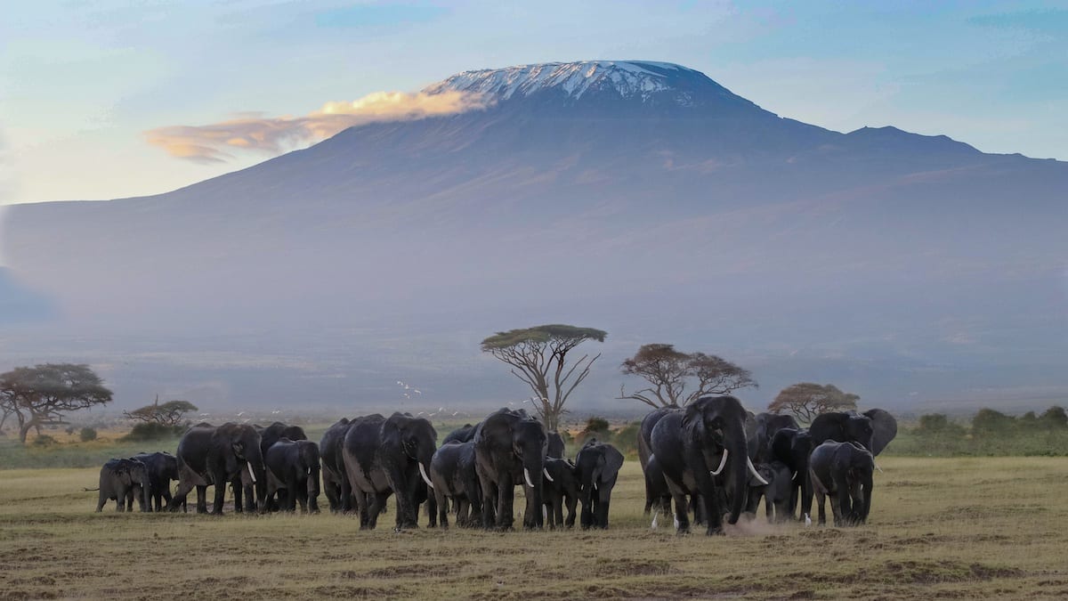 https://uluxeimages.uniqluxe.com/2020/06/uniq-luxe-elephants-in-mount-kilimanjaro-tanzania-africa-1.jpg