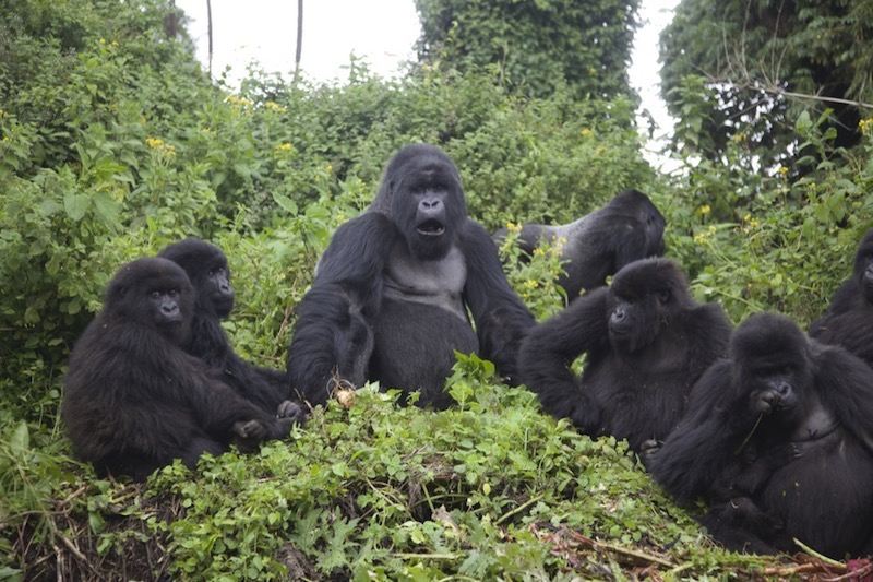 A family of silverback gorillas nestled deep in the forest of Volcanoes National Park