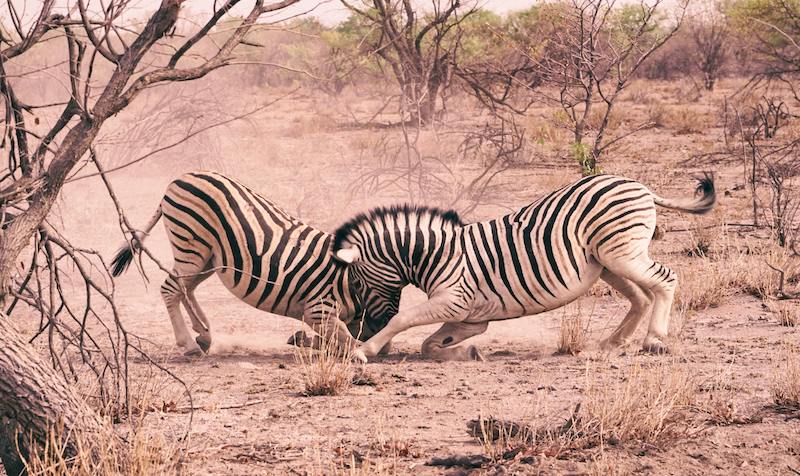 A pair of zebras tussling with each other in Etosha National Park, a rare sight for tourists on their Namibia safari adventure