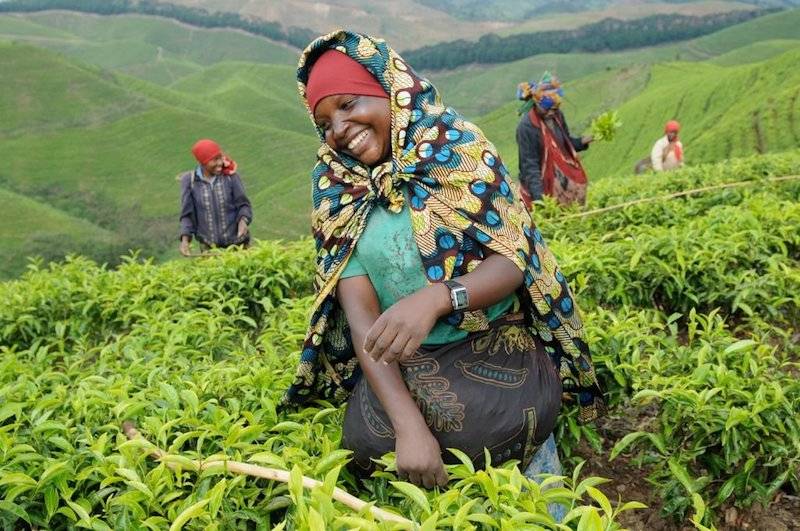 A Rwandan local happily working among the emerald green fields of the tea estate in Rwanda