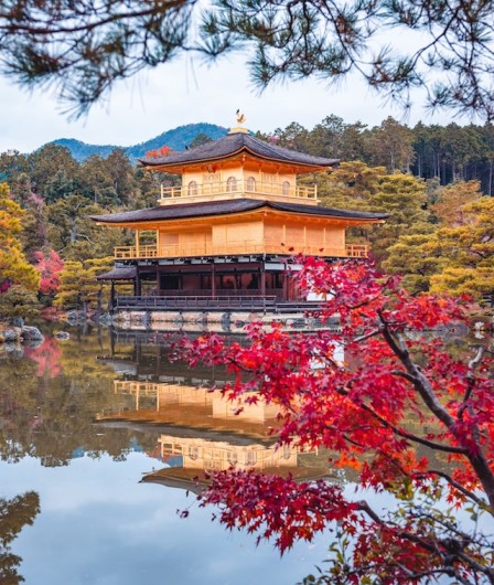 The famous gold temple, Kinkakuji, surrounded by a spectacular red foliage of autumn leaves