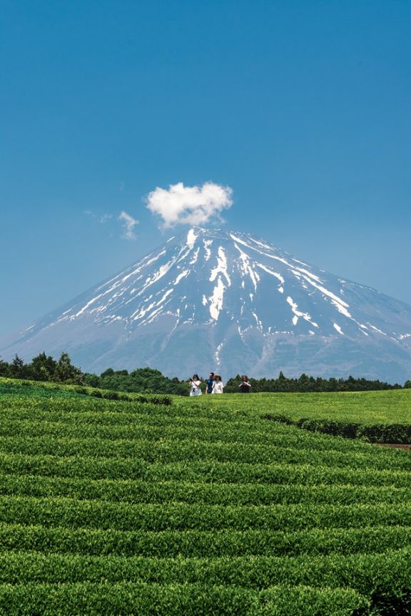 A group of four touring the Japanese tea fields with the majestic Mount Fuji in the scenic summer