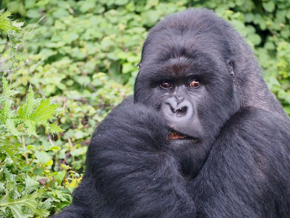 https://uluxeimages.uniqluxe.com/2020/11/rwanda-mountain-gorilla-luxury-travel.jpeg